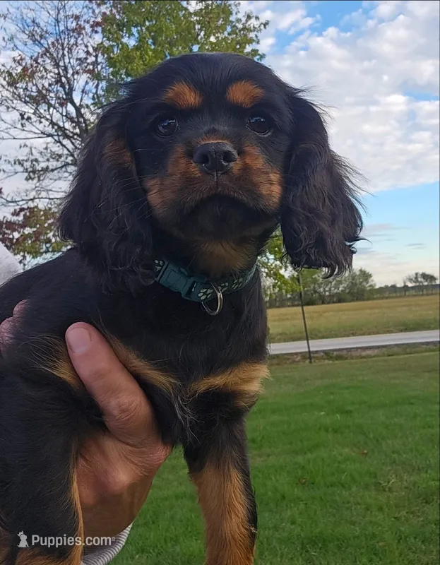 Daisy  – Cockalier puppy for sale in Neosho, MO