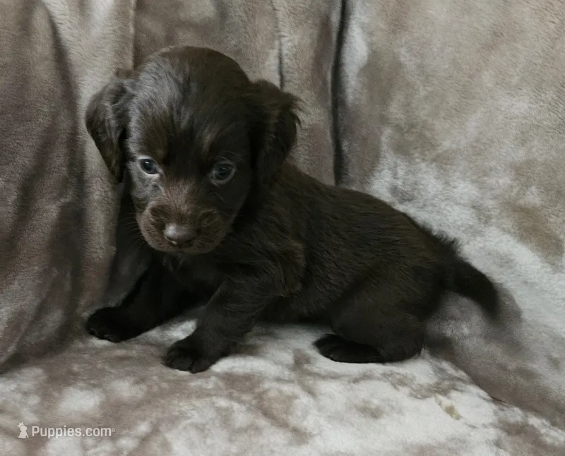 Brandy – Cocker Spaniel, Miniature Australian Shepherd puppy for sale in Neosho, MO