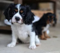 Clive AKC, a male Cavalier King Charles Spaniel for sale in Neosho, MO – 2 of 10