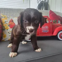 Penny, a female Cocker Spaniel and Miniature Australian Shepherd for sale in Neosho, MO – 6 of 9