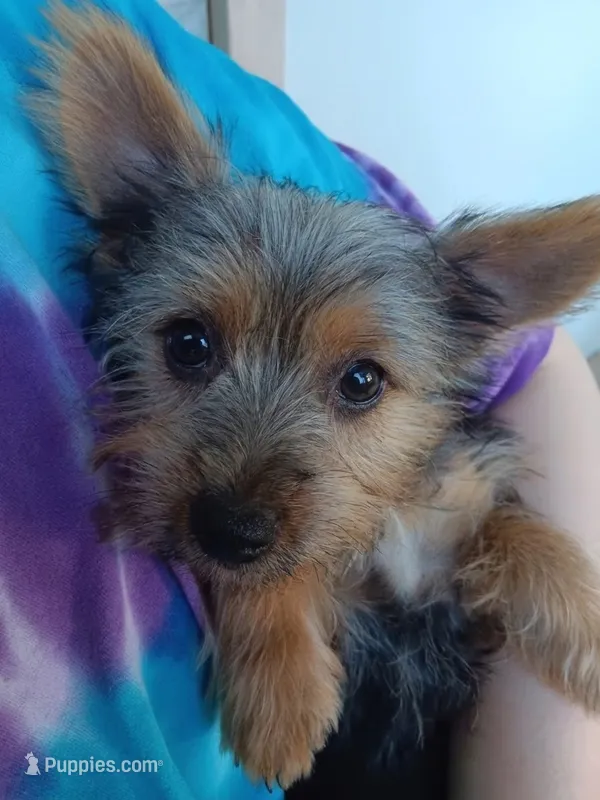 Shadow  – Silky Terrier puppy for sale in Neosho, MO