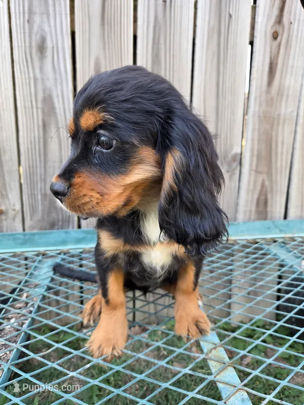 Sheba – Cockalier puppy for sale in Neosho, MO