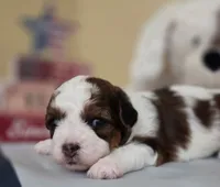 Tillie, a female Shihpoo for sale in Neosho, MO – 2 of 7