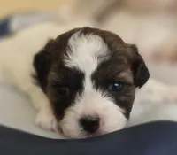 Sissy, a female Shihpoo for sale in Neosho, MO – 1 of 7