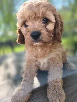 Maggie, a female Cavapoo for sale in Neosho, MO – 4 of 7