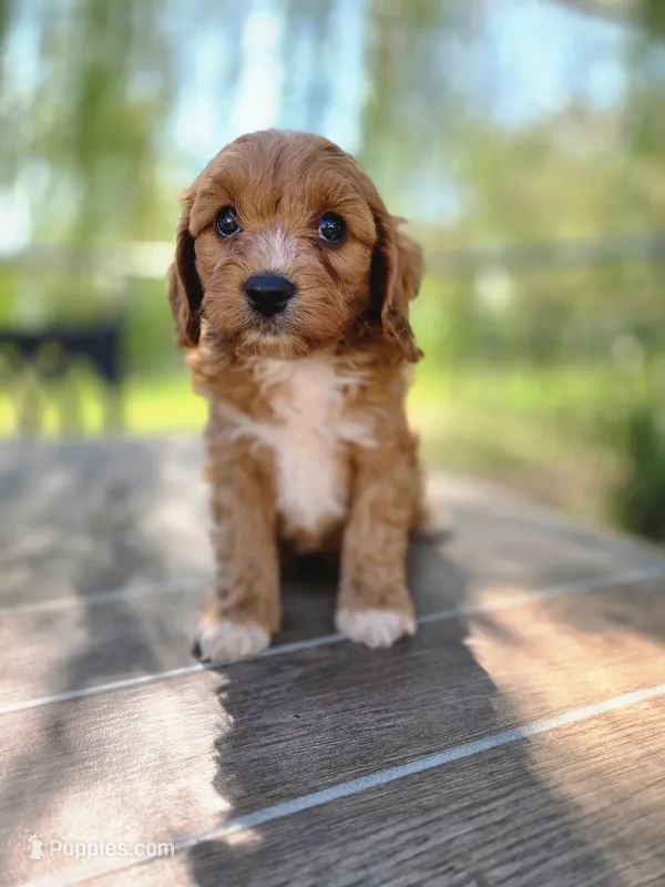 Andy – Cavapoo puppy for sale in Neosho, MO