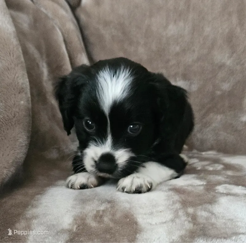 Bandit  – Cocker Spaniel, Miniature Australian Shepherd puppy for sale in Neosho, MO