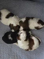 Sissy, a female Shihpoo for sale in Neosho, MO – 7 of 7