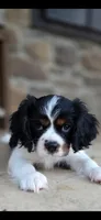 Clive AKC, a male Cavalier King Charles Spaniel for sale in Neosho, MO – 5 of 10