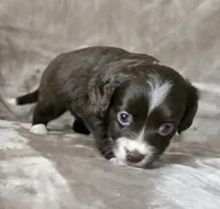 Penny, a female Cocker Spaniel and Miniature Australian Shepherd for sale in Neosho, MO – 5 of 10
