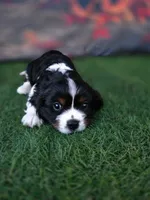 Jake , a male Cavalier King Charles Spaniel for sale in Neosho, MO – 5 of 8