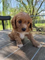 Andy, a male Cavapoo for sale in Neosho, MO – 5 of 10