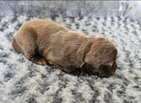 Luna, a female Cocker Spaniel and Miniature Australian Shepherd for sale in Neosho, MO – 4 of 5