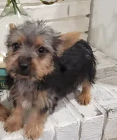 Shadow , a male Silky Terrier for sale in Neosho, MO – 2 of 5
