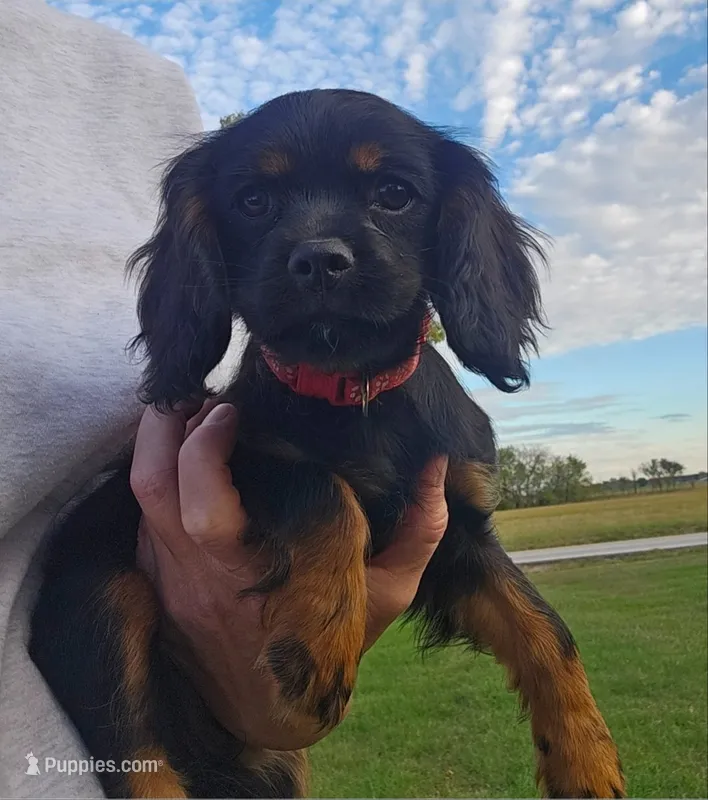 Rose – Cockalier puppy for sale in Neosho, MO