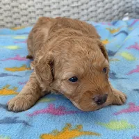 Teddy , a male Poodle - Miniature  and Morkie for sale in Neosho, MO – Photo 2 of 6