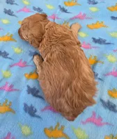 Teddy , a male Poodle - Miniature  and Morkie for sale in Neosho, MO – Photo 5 of 6