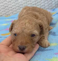 Teddy , a male Poodle - Miniature  and Morkie for sale in Neosho, MO – Photo 4 of 6