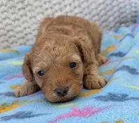 Teddy , a male Poodle - Miniature  and Morkie for sale in Neosho, MO – Photo 1 of 6