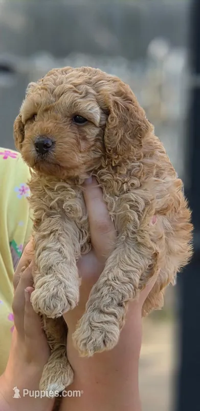 Teddy  – Poodle - Miniature , Morkie puppy for sale in Neosho, MO