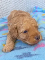 Teddy , a male Poodle - Miniature  and Morkie for sale in Neosho, MO – Photo 3 of 6