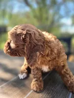Jazzy, a female Cavapoo for sale in Neosho, MO – 7 of 7