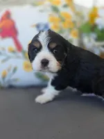 Max, a male English Cocker Spaniel and Cavalier King Charles Spaniel for sale in Neosho, MO – Photo 7 of 8