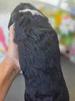 Max, a male English Cocker Spaniel and Cavalier King Charles Spaniel for sale in Neosho, MO – Photo 8 of 8