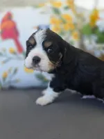Max, a male English Cocker Spaniel and Cavalier King Charles Spaniel for sale in Neosho, MO – Photo 6 of 8