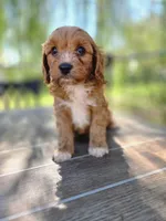 Andy, a male Cavapoo for sale in Neosho, MO – 9 of 10