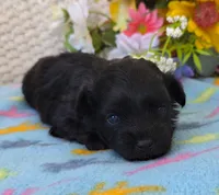 Primrose , a female Poodle - Miniature  and Morkie for sale in Neosho, MO – Photo 3 of 6