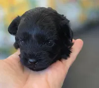 Primrose , a female Poodle - Miniature  and Morkie for sale in Neosho, MO – Photo 2 of 6