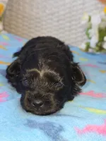 Primrose , a female Poodle - Miniature  and Morkie for sale in Neosho, MO – Photo 5 of 6