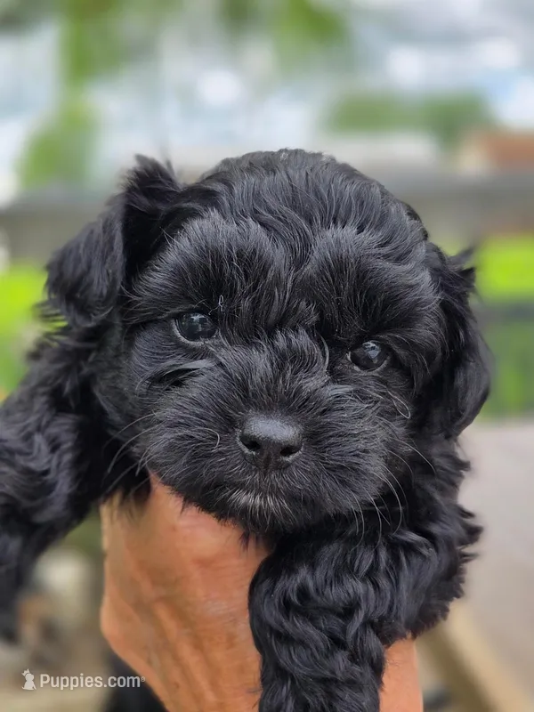 Primrose  – Poodle - Miniature , Morkie puppy for sale in Neosho, MO