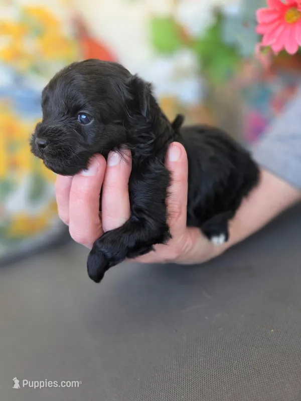 Primrose  – Poodle - Miniature , Morkie puppy for sale in Neosho, MO