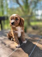 Andy, a male Cavapoo for sale in Neosho, MO – 3 of 10