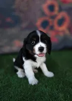 Jake , a male Cavalier King Charles Spaniel for sale in Neosho, MO – 8 of 8