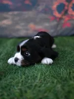 Jake , a male Cavalier King Charles Spaniel for sale in Neosho, MO – 4 of 8
