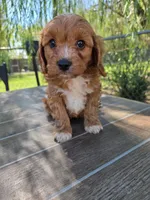Andy, a male Cavapoo for sale in Neosho, MO – 7 of 10