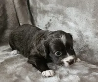 Penny, a female Cocker Spaniel and Miniature Australian Shepherd for sale in Neosho, MO – 2 of 10