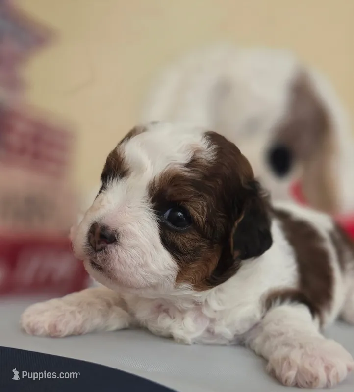 Tillie – Shihpoo puppy for sale in Neosho, MO