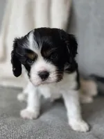 Clive, a male Cavalier King Charles Spaniel for sale in Neosho, MO – 2 of 5