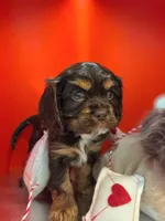 Scout , a male Cockalier for sale in Neosho, MO – Photo 4 of 8