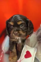 Scout , a male Cockalier for sale in Neosho, MO – Photo 8 of 8