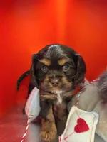 Scout , a male Cockalier for sale in Neosho, MO – Photo 2 of 8