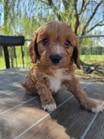 Andy, a male Cavapoo for sale in Neosho, MO – 6 of 10