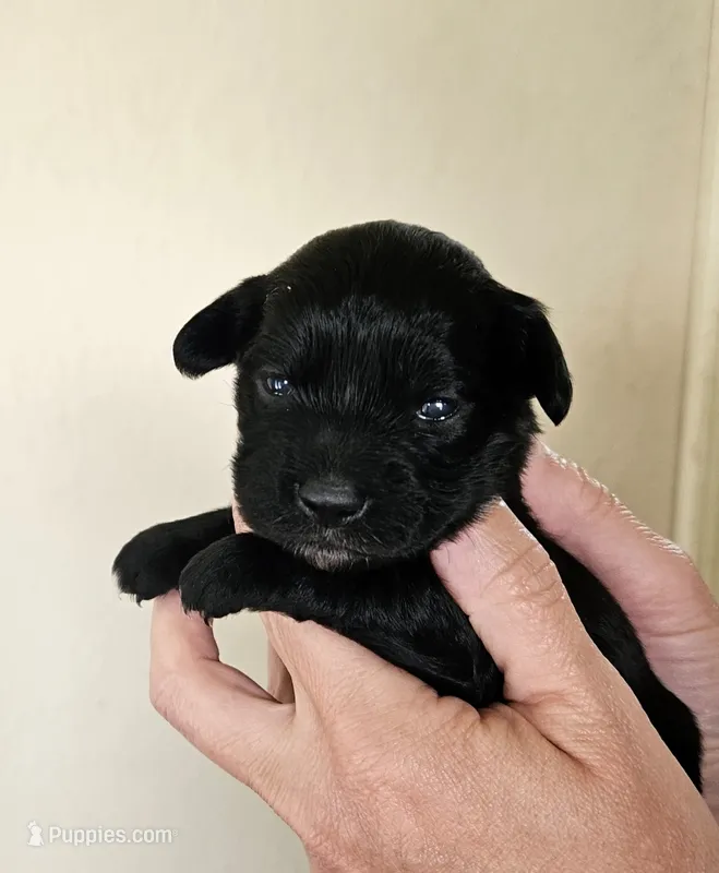 Lacey – Cocker Spaniel, Miniature Australian Shepherd puppy for sale in Neosho, MO