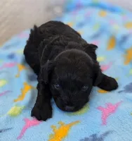 Poppy, a female Poodle - Miniature  and Morkie for sale in Neosho, MO – Photo 4 of 7