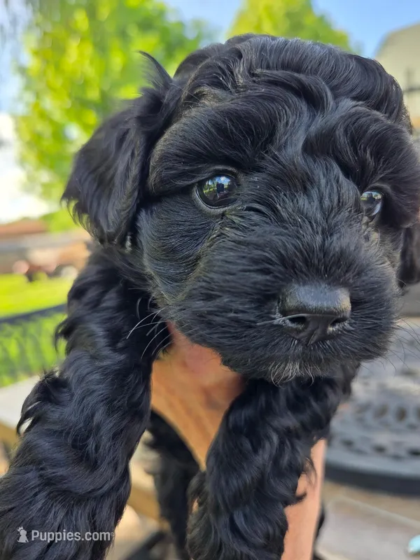 Poppy – Poodle - Miniature , Morkie puppy for sale in Neosho, MO