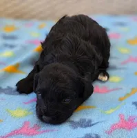 Poppy, a female Poodle - Miniature  and Morkie for sale in Neosho, MO – Photo 3 of 7